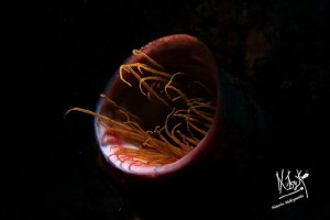 An anemonie shooted with a snoot. Not easy to find her! by Natasha Maksymenko 